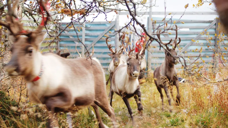 Några renar som springer genom högt gräs. I bakgrunden ett högt trästaket.